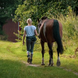 horse-6546029_1280