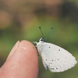 Wollläuse früh erkennen und eine erneute Ausbreitung verhindern